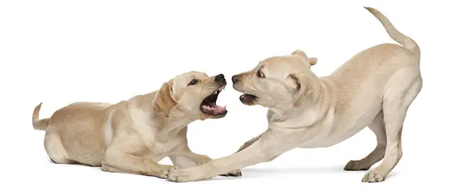 Can a Labrador Fight