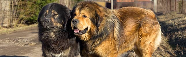mastiff dog breeds