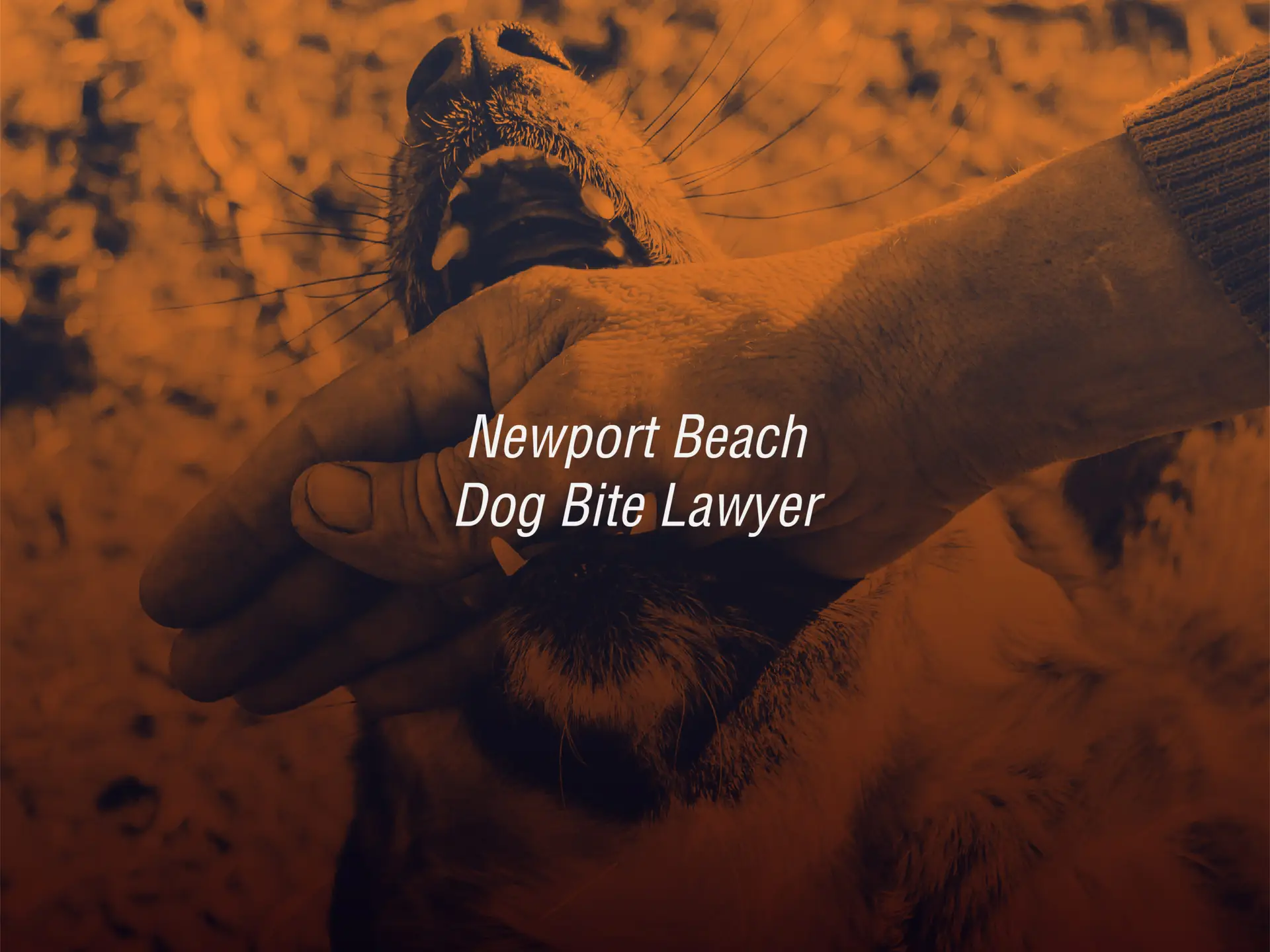 Newport Beach dog bite lawyers