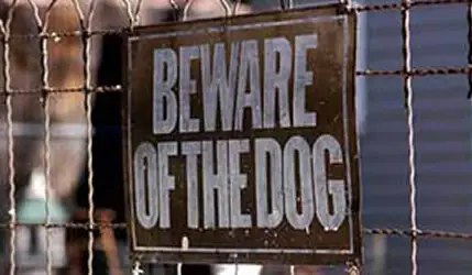 dog bite lawyers