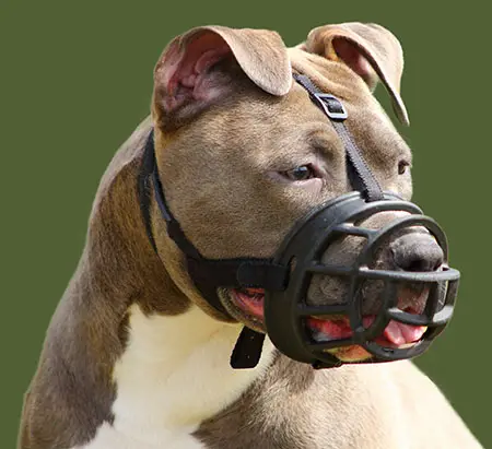 Amstaff bite force