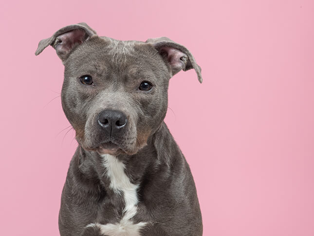 pit bull dog bite attorneys