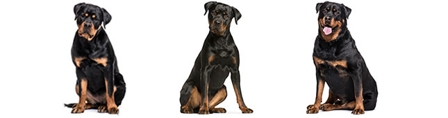 about rottweilers dog bites