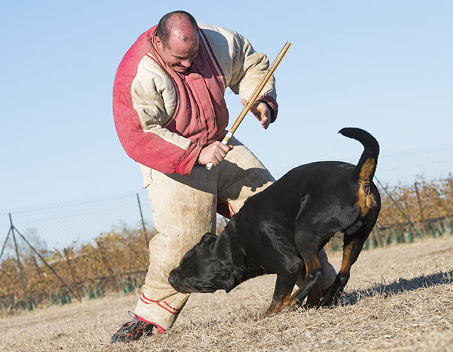 natural guard Rottweiler attack dogs