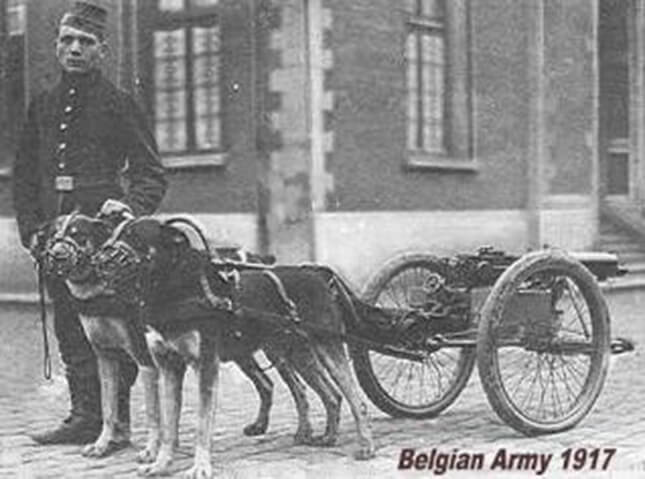 rottweilers in the army and military