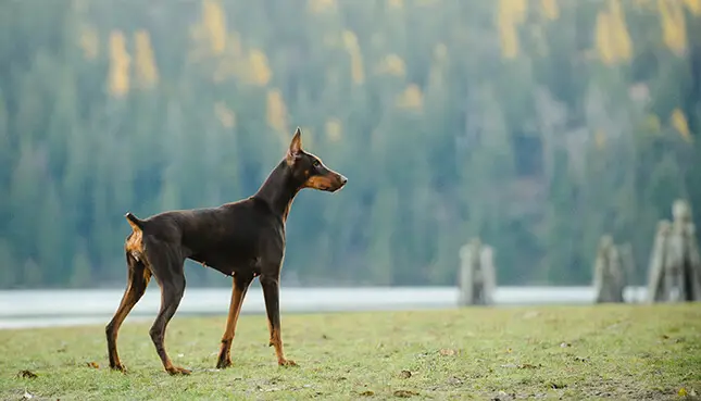 Why are doberman pinschers such good security dogs?