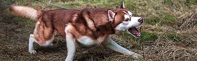 are siberian huskies on the dangerous dog list