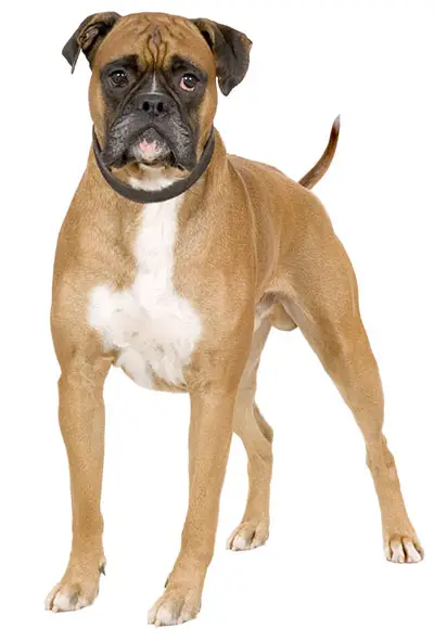 boxer dog breed popularity