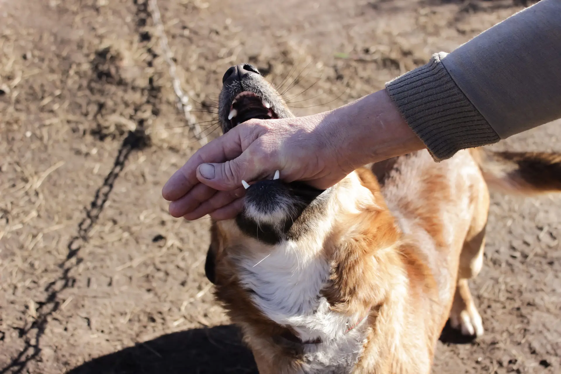 Why Dogs Bite