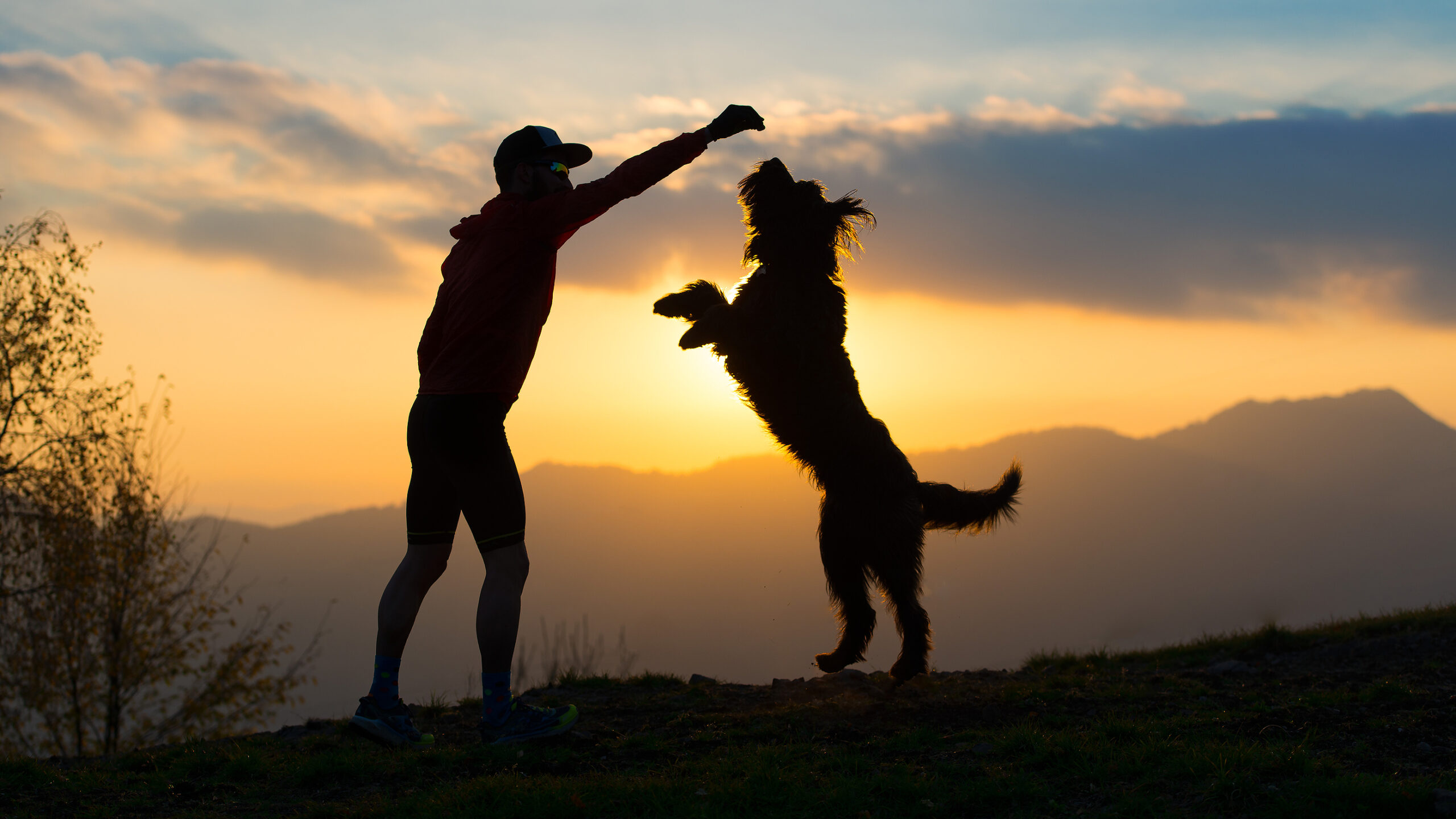 silhouette of a dog jumping