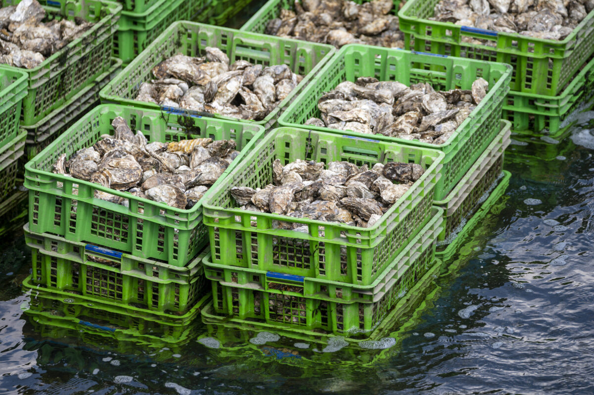oysters in crates