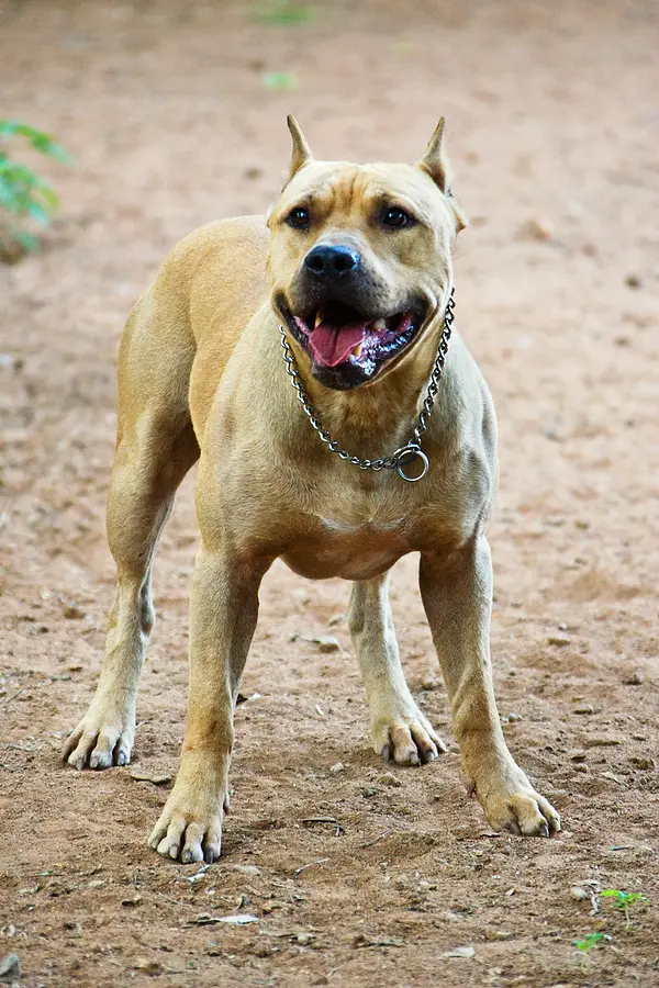Pitbull dog breed