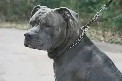 black pit bull on a leash
