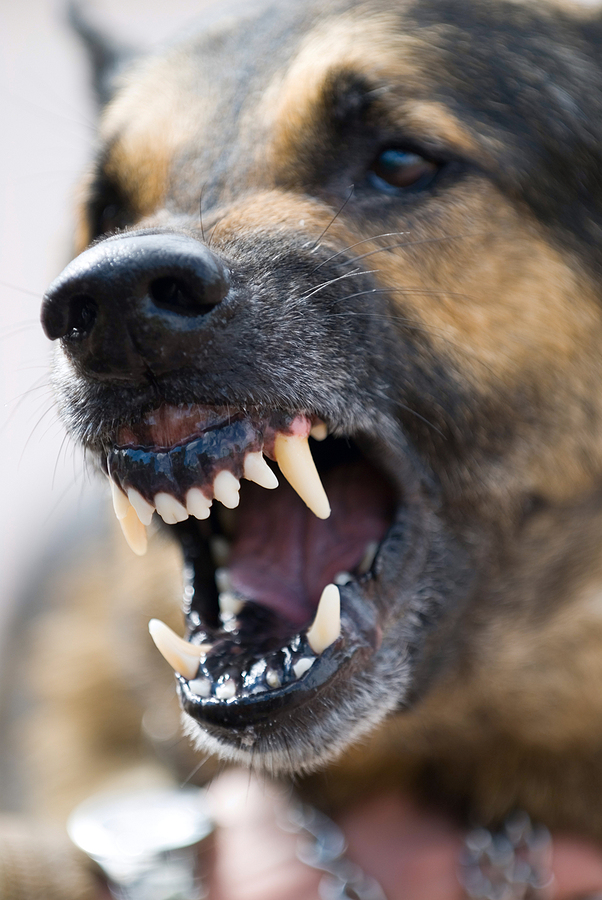 Man Suffers Fatal Dog Attack in California