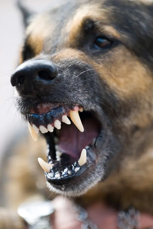 dog bite injury