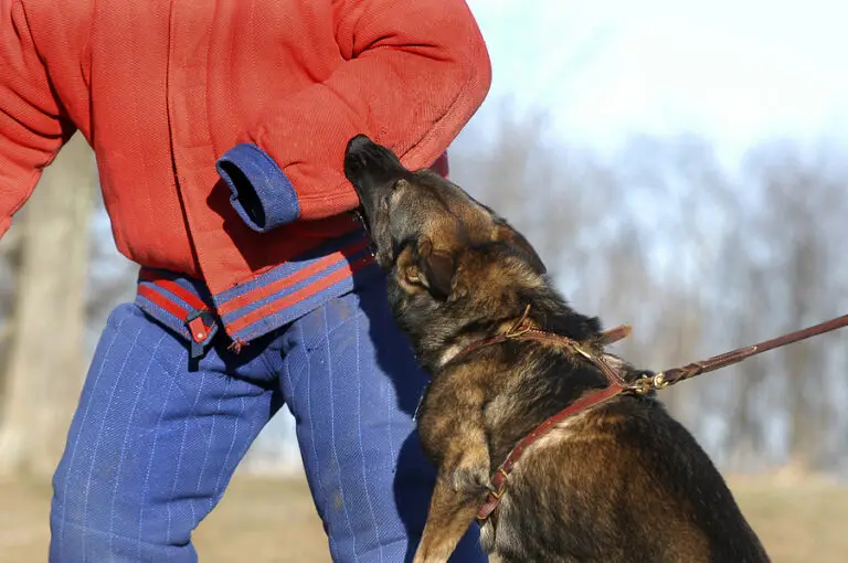 german shepherd biting man