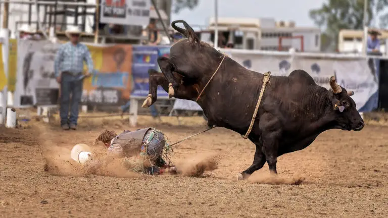 A cowboy getting bucked off a wild bull at a rodeo.