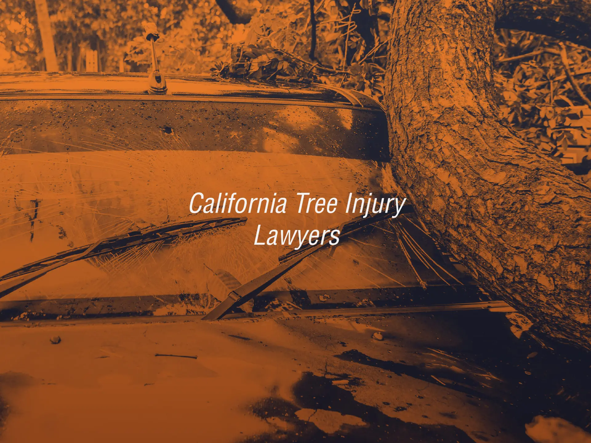 California tree accident lawyers at Bisnar Chase