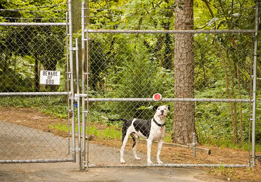girl mauled by pack of dogs in San Bernardino