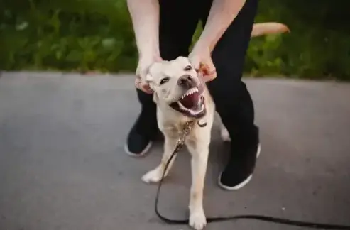 Strict liability in Riverside dog bite case