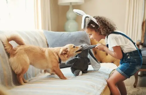 young girl wearing bunny ears playing tug with dog and stuffed toy on sofa