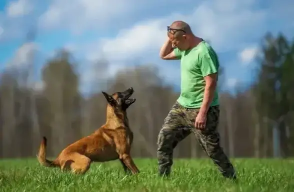 a man training a german shepherd