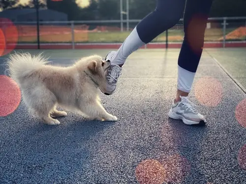 fluffy puppy biting sneaker of person standing on outdoor track
