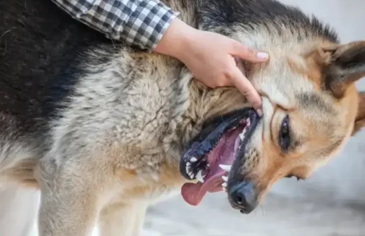 German Shepherd teeth