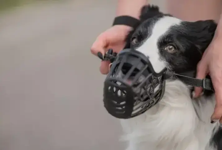 a muzzled dog